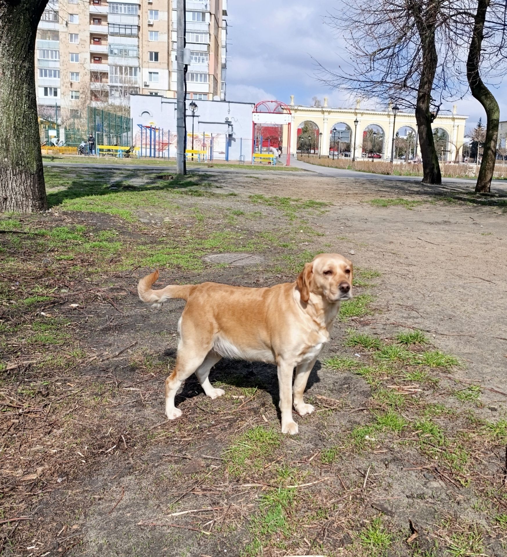 Собака