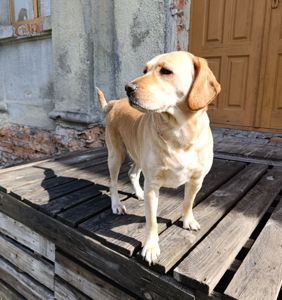 Собака