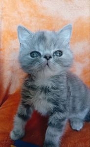 Кошенята екзотичної короткошерстої породи