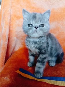 Кошенята екзотичної короткошерстої породи