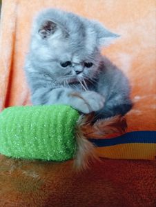 Кошенята екзотичної короткошерстої породи