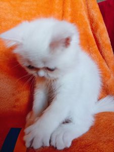 Кошенята екзотичної короткошерстої породи