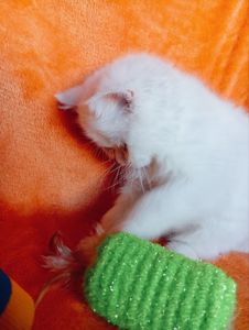 Кошенята екзотичної короткошерстої породи