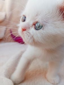 Кошенята екзотичної короткошерстої породи
