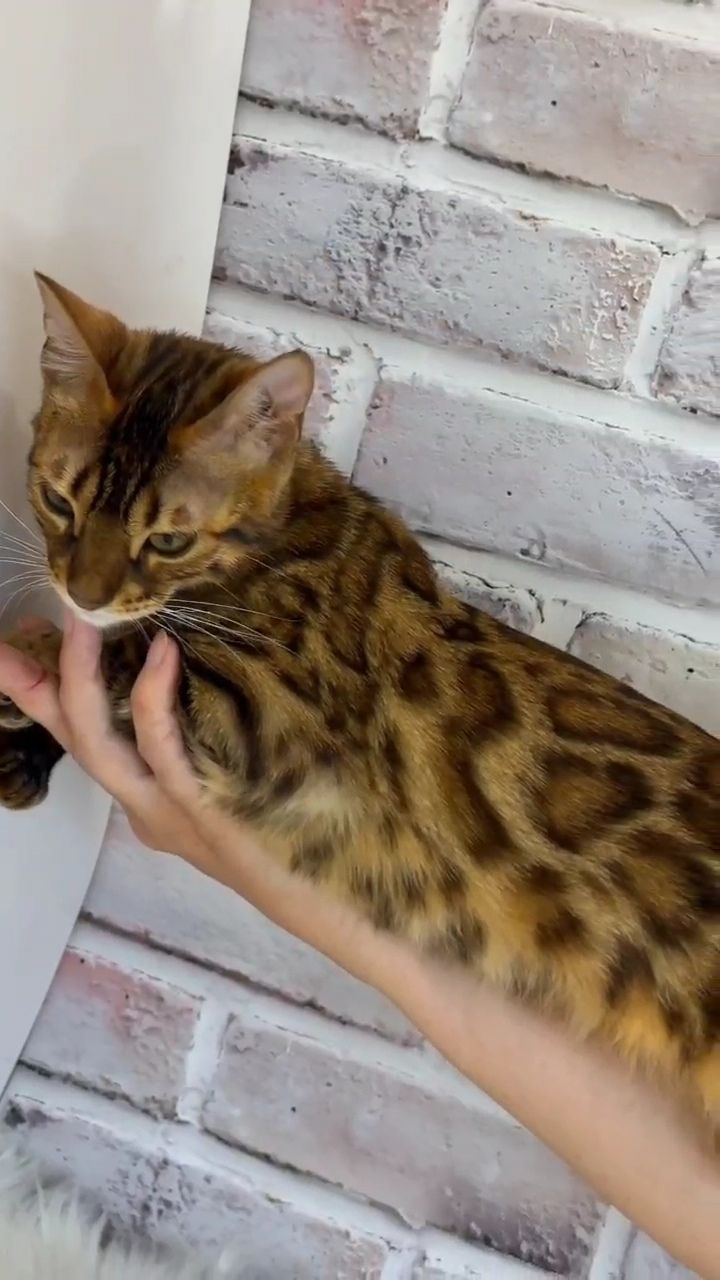 Бенгальская девочка