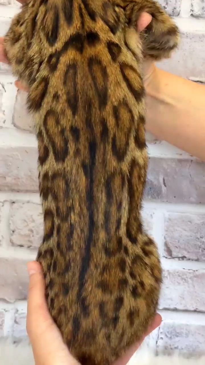Бенгальская девочка