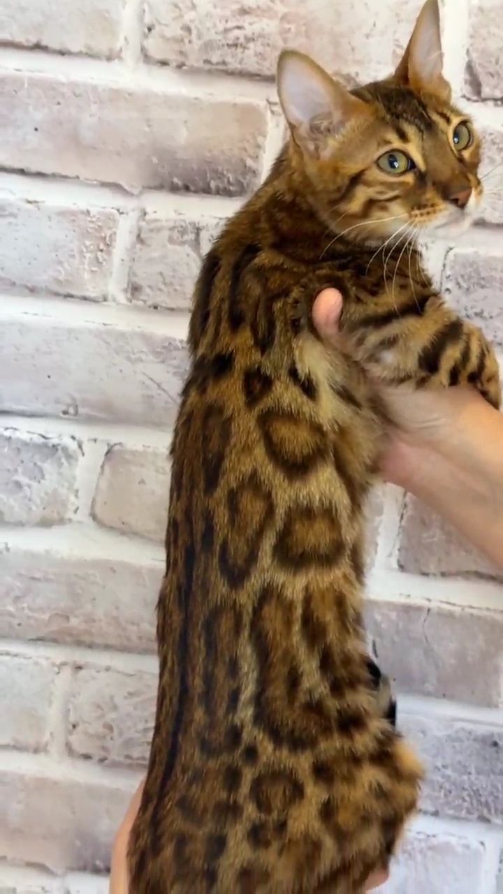 Бенгальская девочка