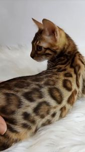 Бенгальская девочка