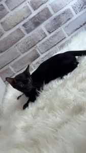 Бенгальский мальчик редкого окраса