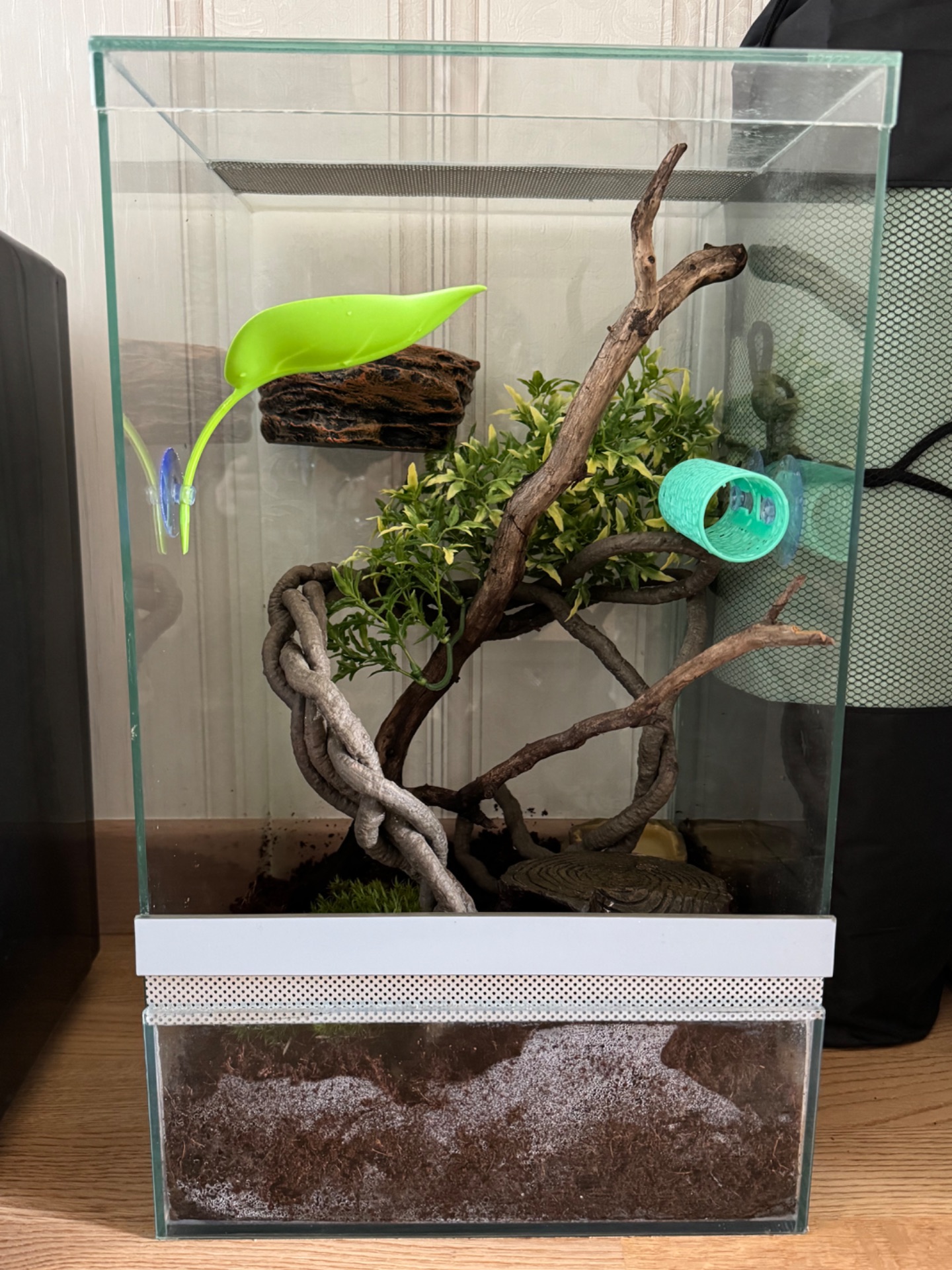 Війковий гекон-бананоїд (англ. Crested gecko), ящірка