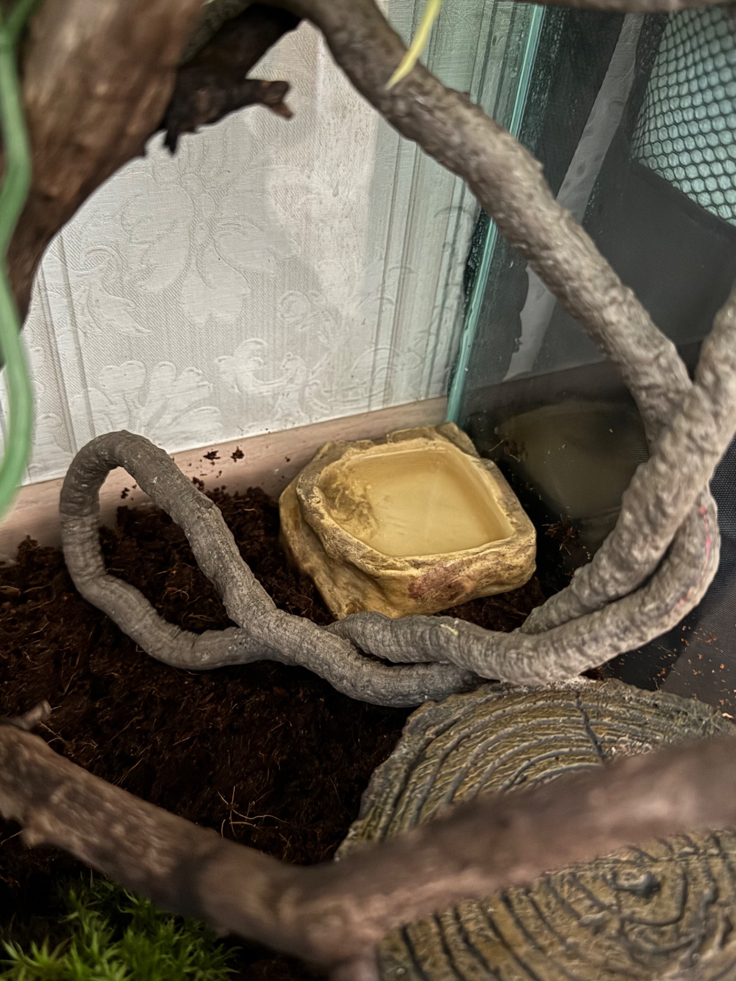 Війковий гекон-бананоїд (англ. Crested gecko), ящірка