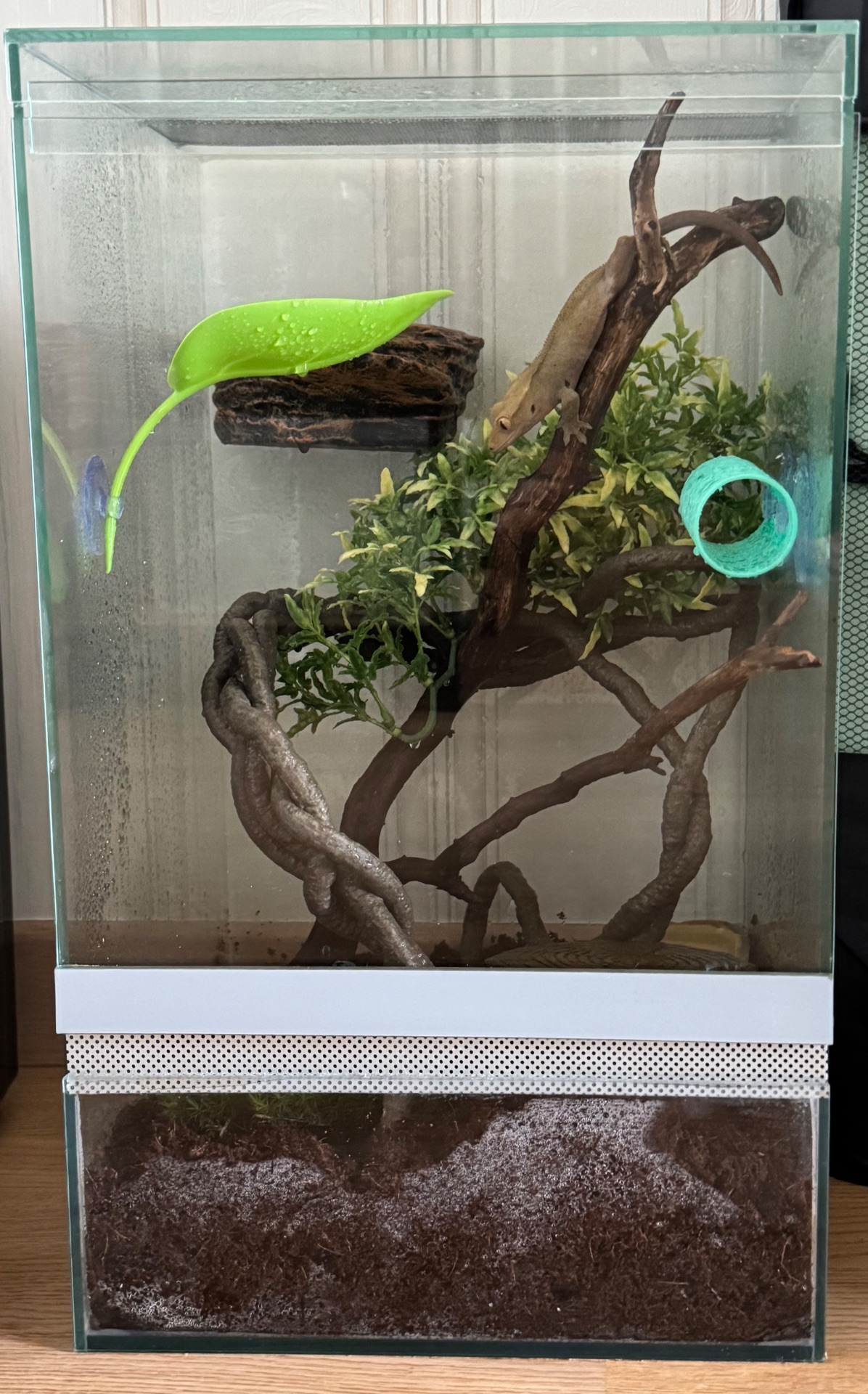 Війковий гекон-бананоїд (англ. Crested gecko), ящірка