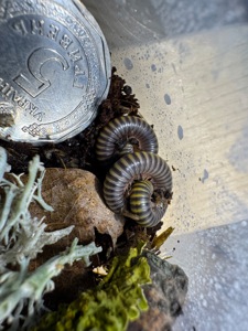 Ківсяк Anadenobolus monilicornis