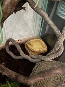Війковий гекон-бананоїд (англ. Crested gecko), ящірка