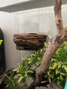 Війковий гекон-бананоїд (англ. Crested gecko), ящірка