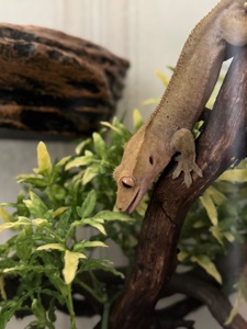 Війковий гекон-бананоїд (англ. Crested gecko), ящірка