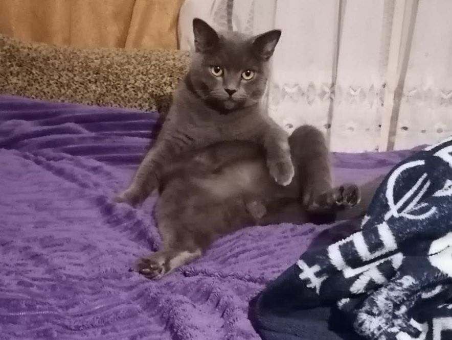 кот Ричи