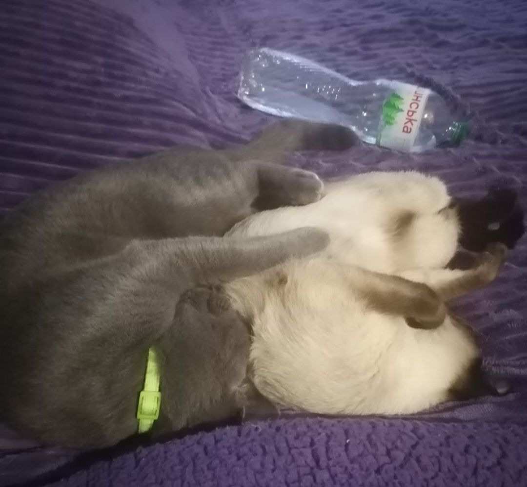 кот Ричи