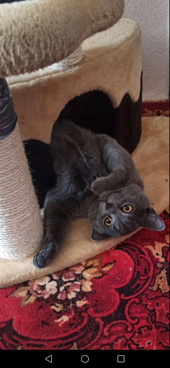кот Ричи