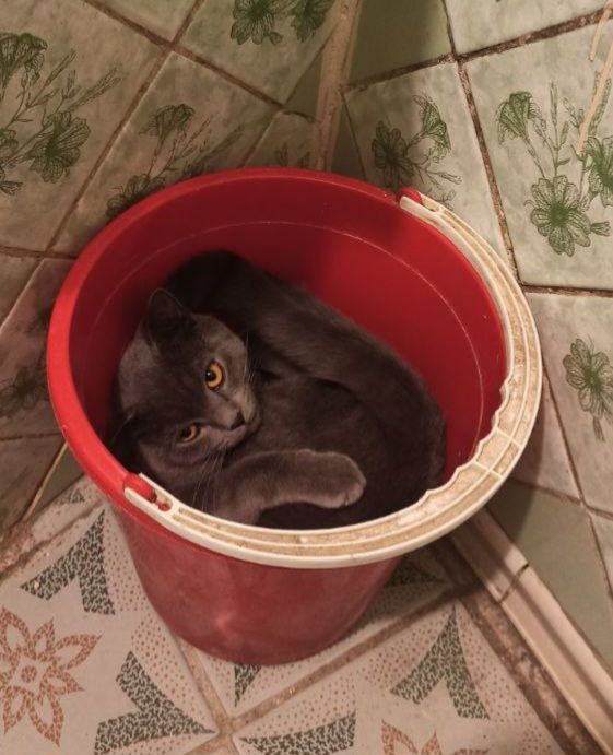 кот Ричи