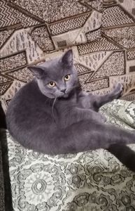 кот Ричи