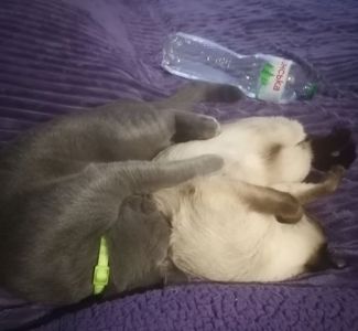 кот Ричи