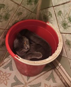 кот Ричи