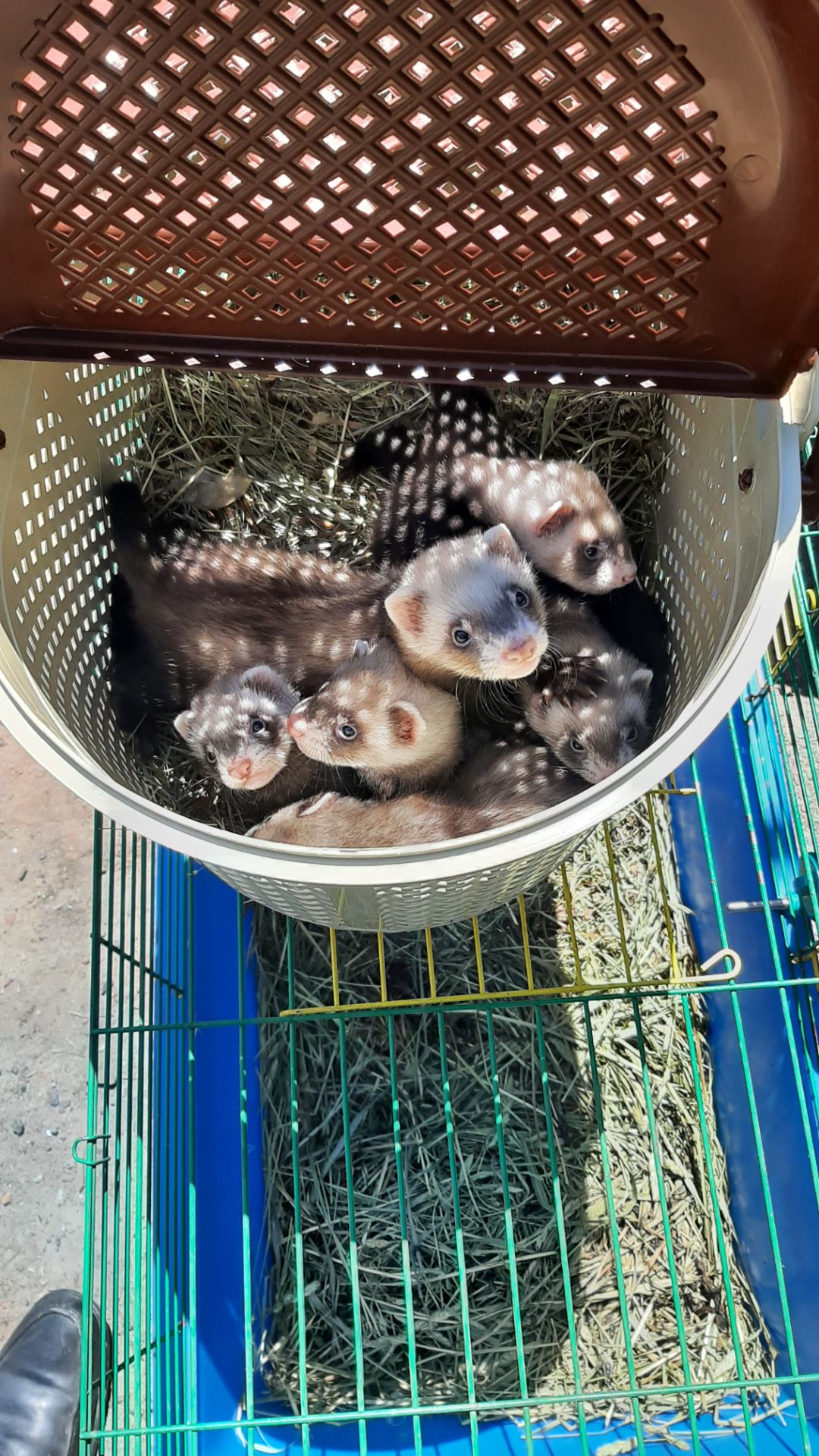 Хорьки фредки