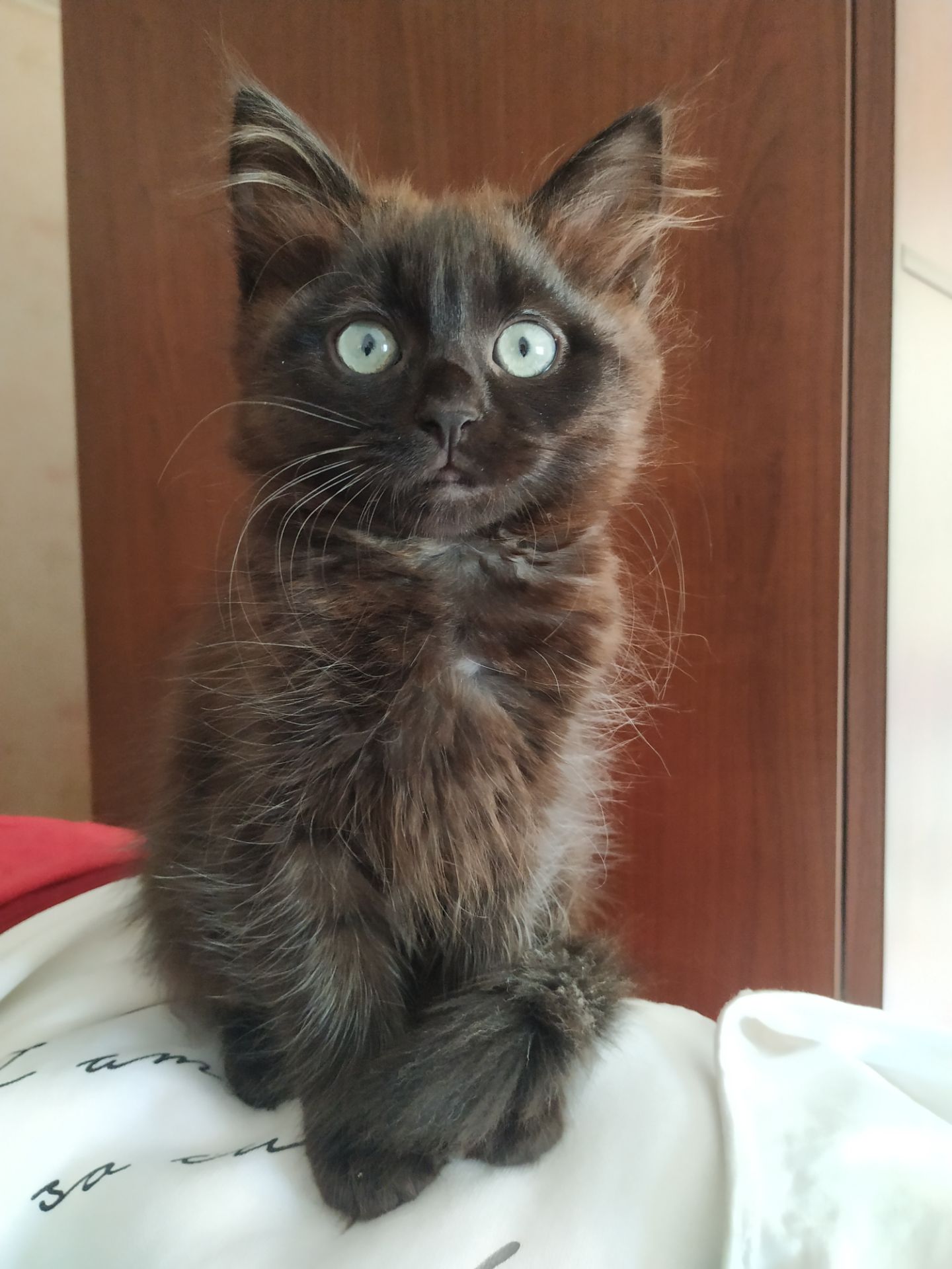 Кошеня 2.5 місяці, в добрі руки