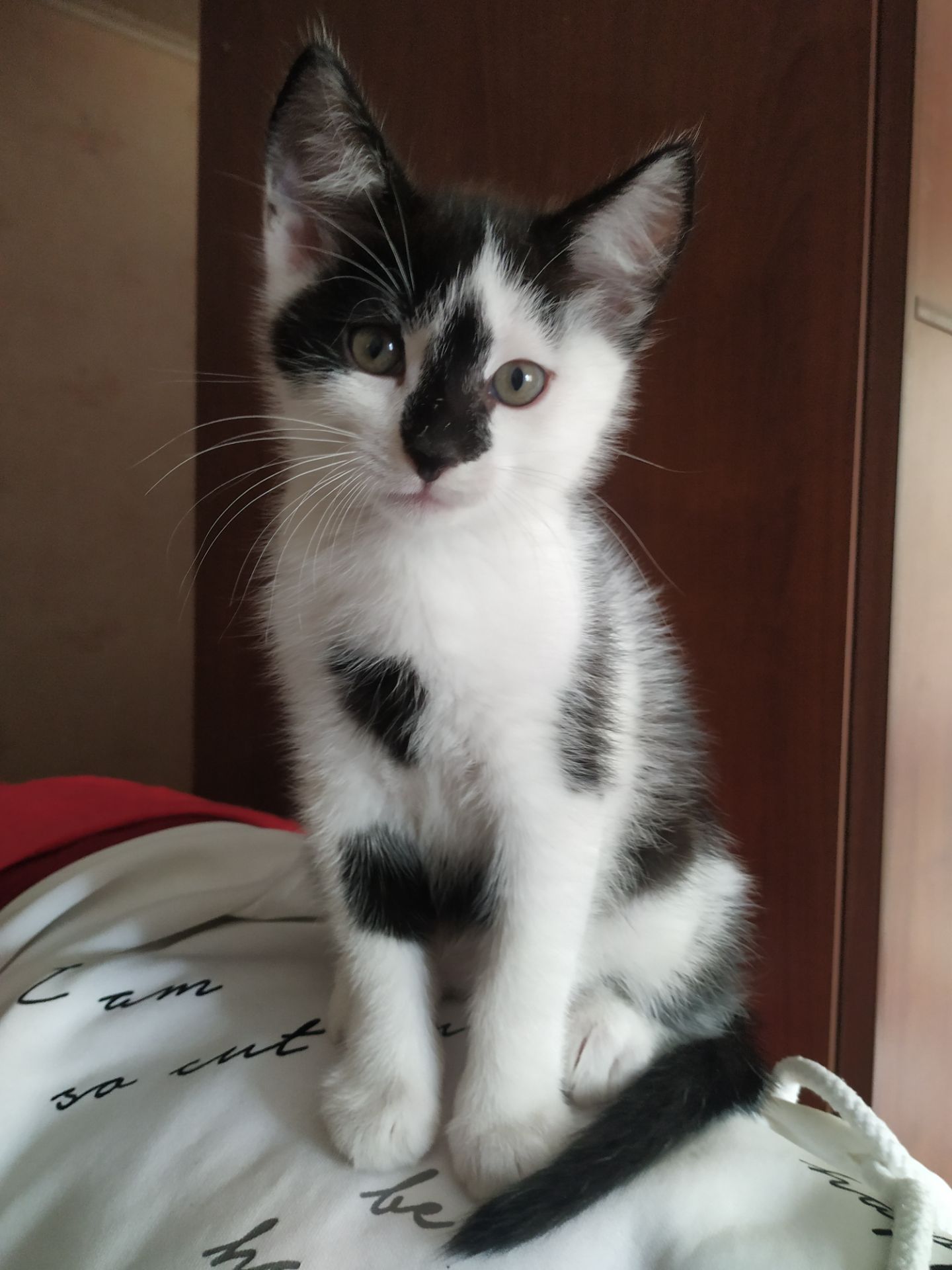 Кошеня 2.5 місяці, в добрі руки