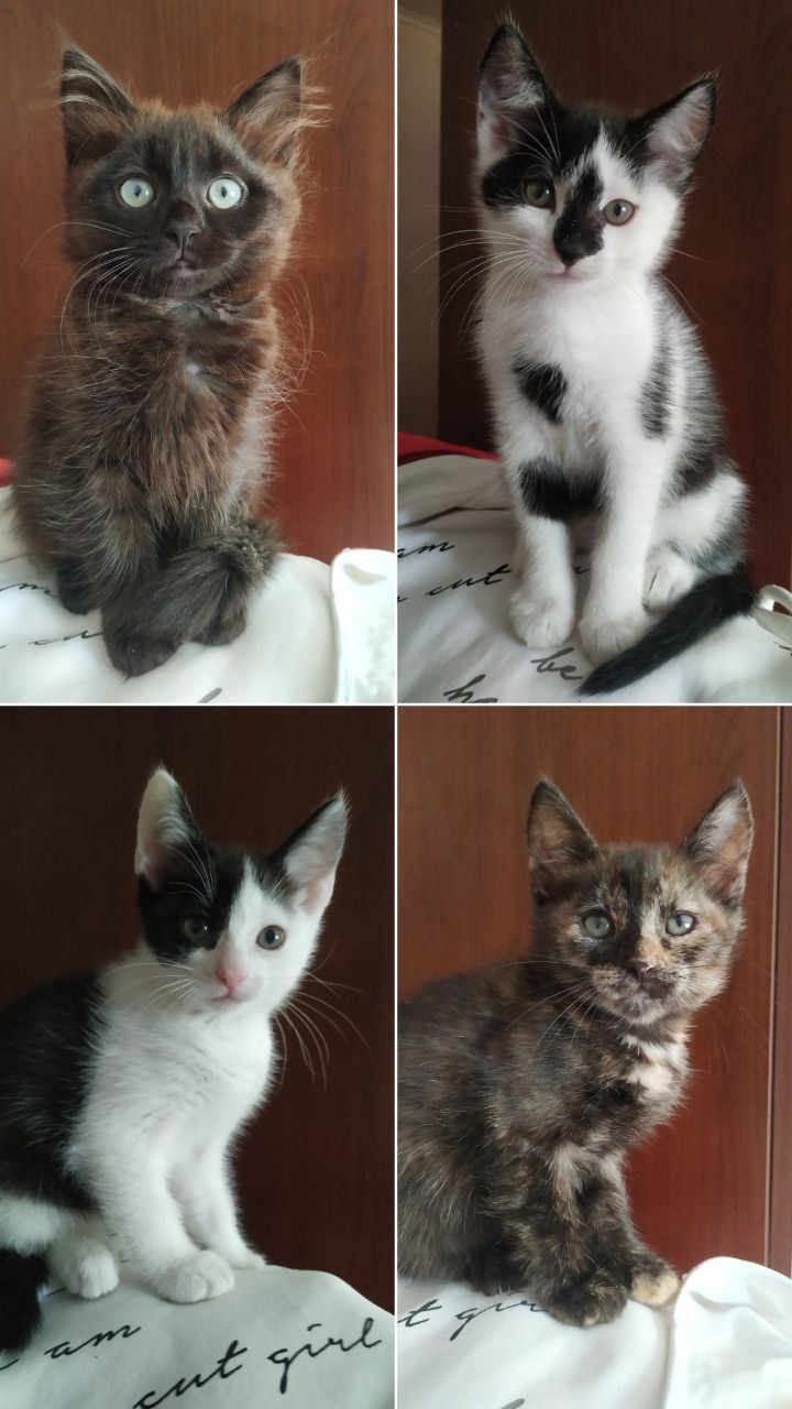 Кошеня 2.5 місяці, в добрі руки