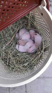 Хорьки фредки