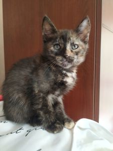 Кошеня 2.5 місяці, в добрі руки