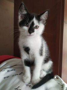 Кошеня 2.5 місяці, в добрі руки