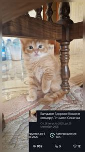 Сяюче-золотаві кошенята