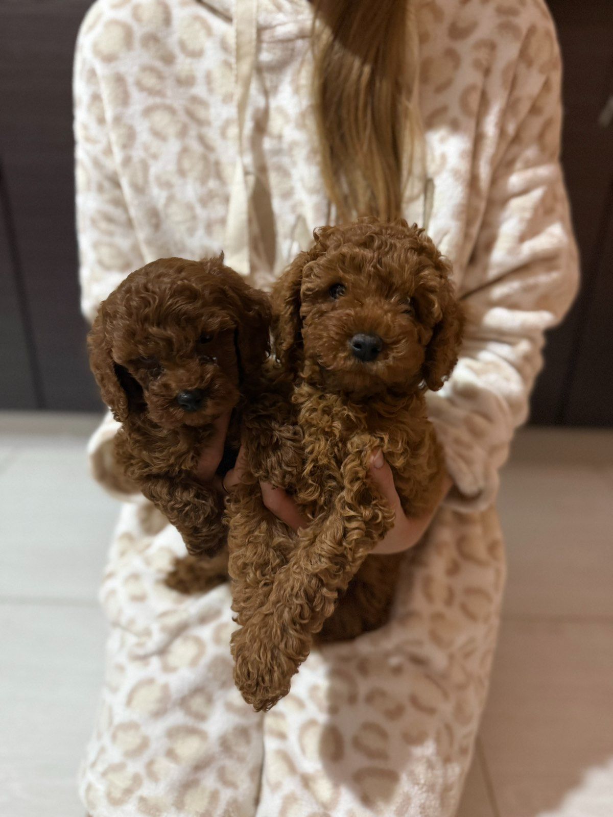 Щенок той пудель ред браун Китай