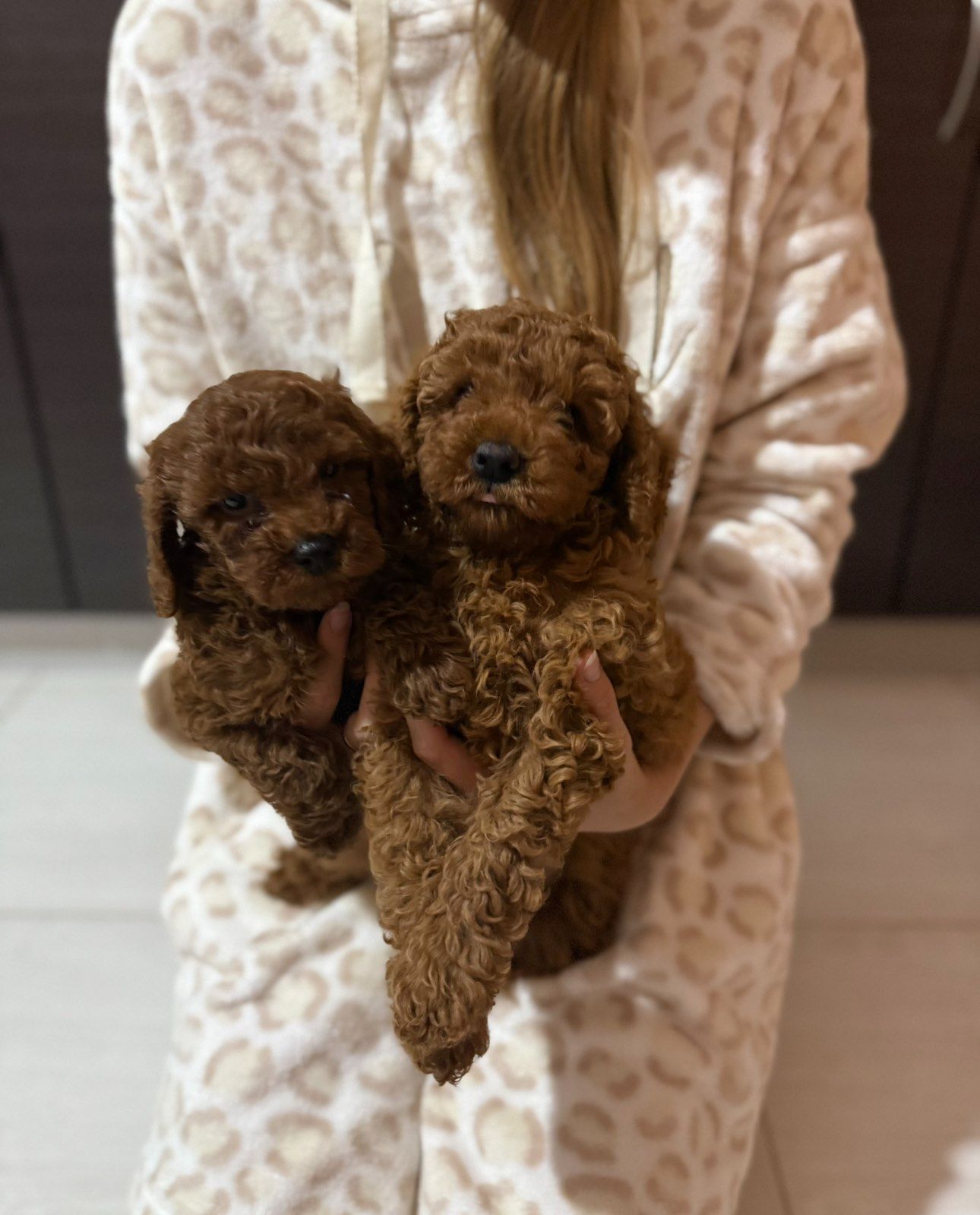 Щенок той пудель ред браун Китай