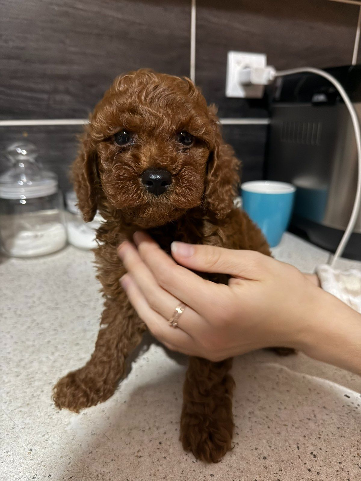 Щенок той пудель ред браун Китай