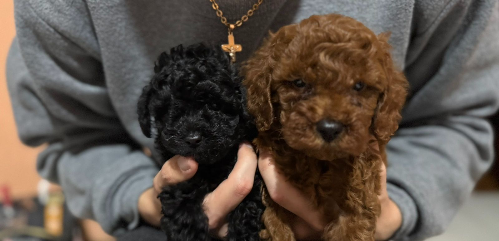 Щенок той пудель ред браун Китай