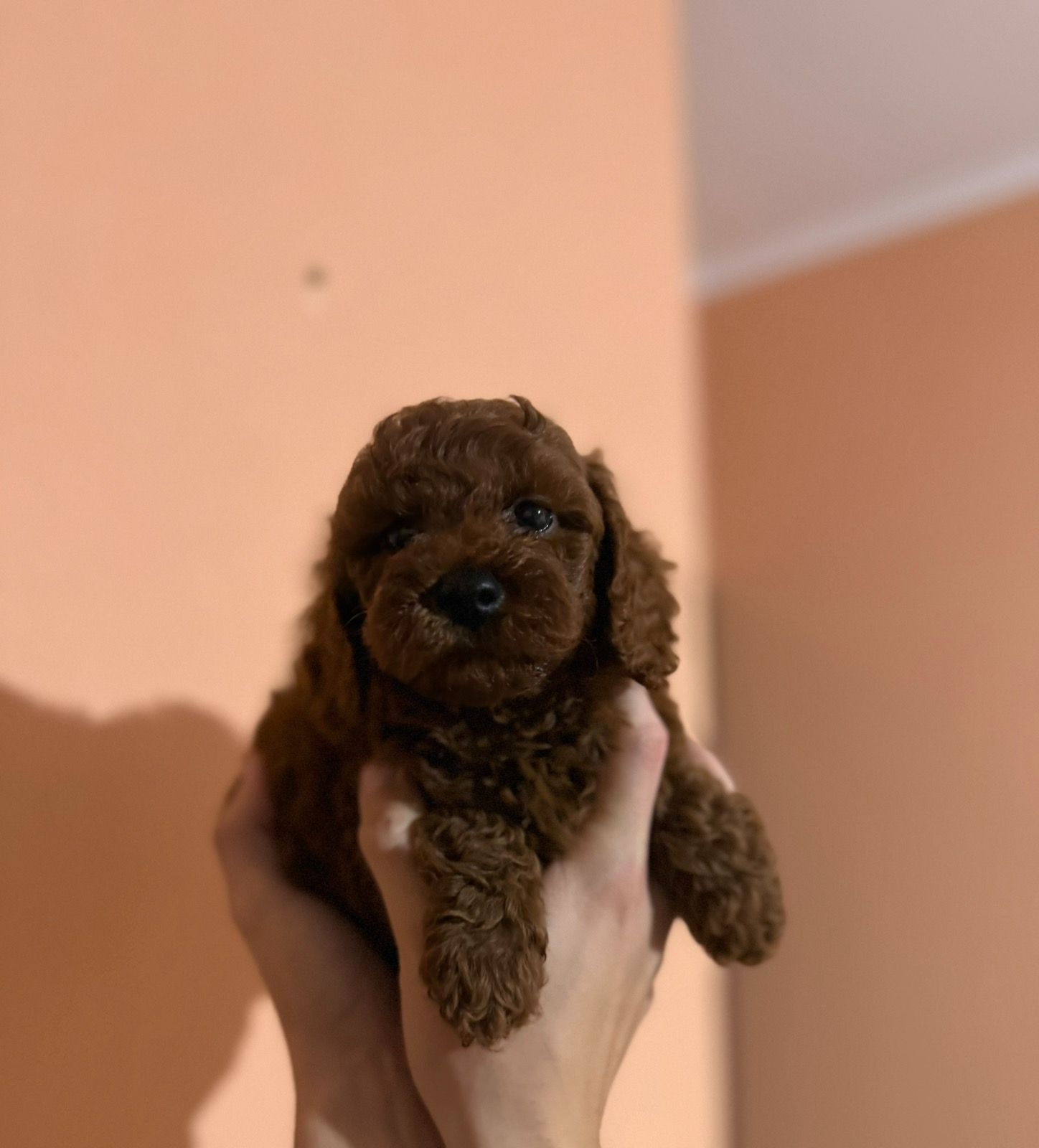 Щенок той пудель ред браун Китай