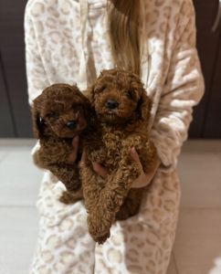 Щенок той пудель ред браун Китай