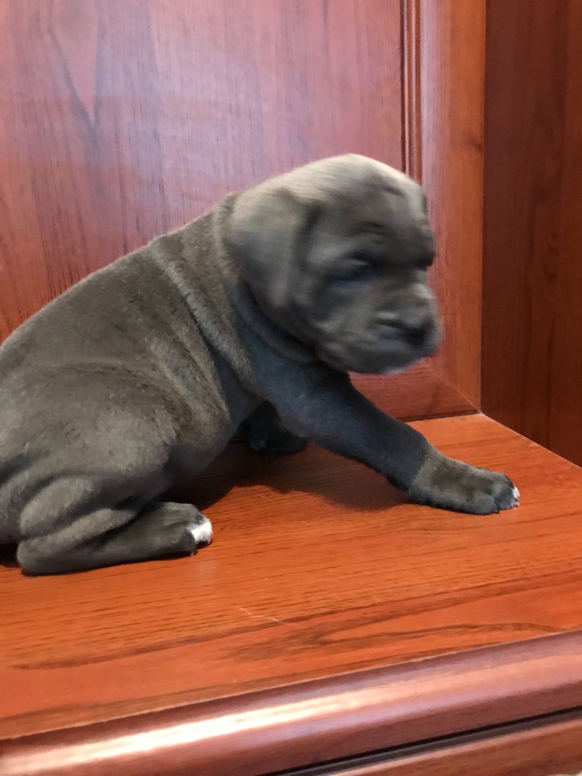 Цуценята Кане корсо