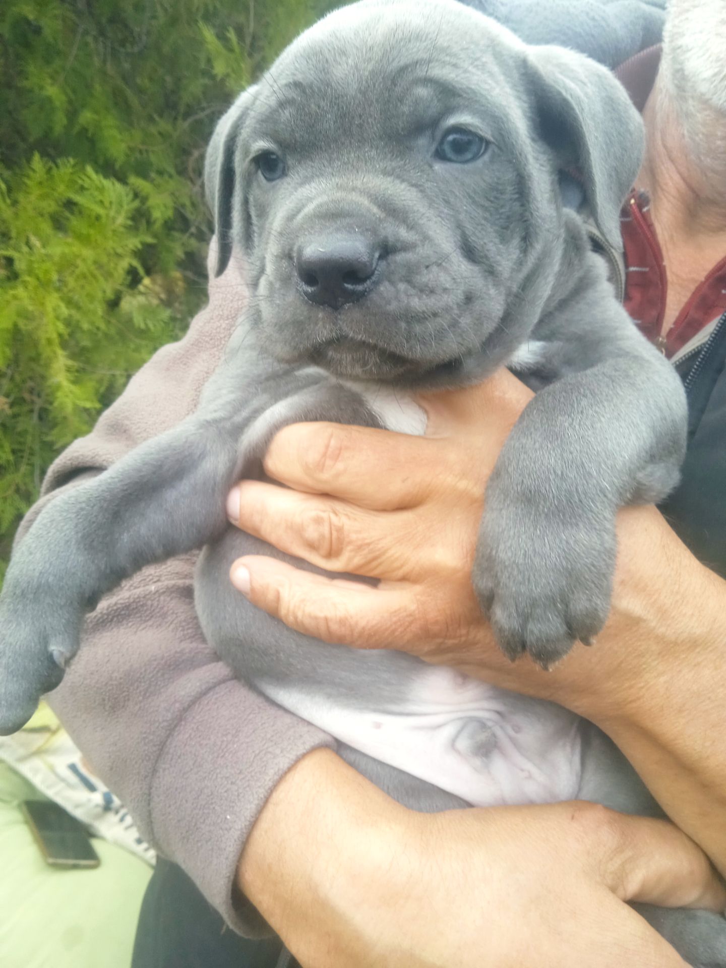 Цуценята Кане корсо