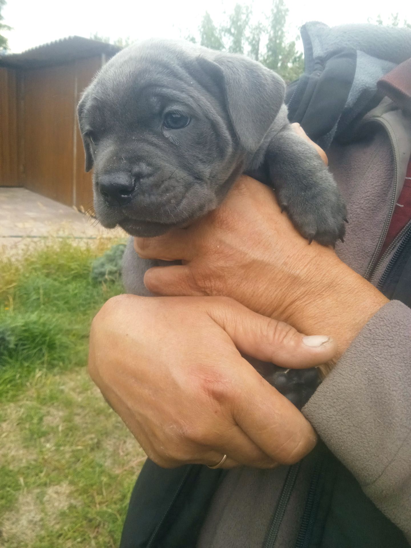 Цуценята Кане корсо