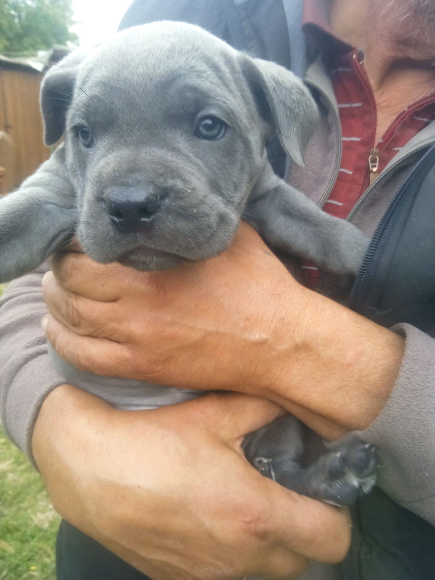 Цуценята Кане корсо