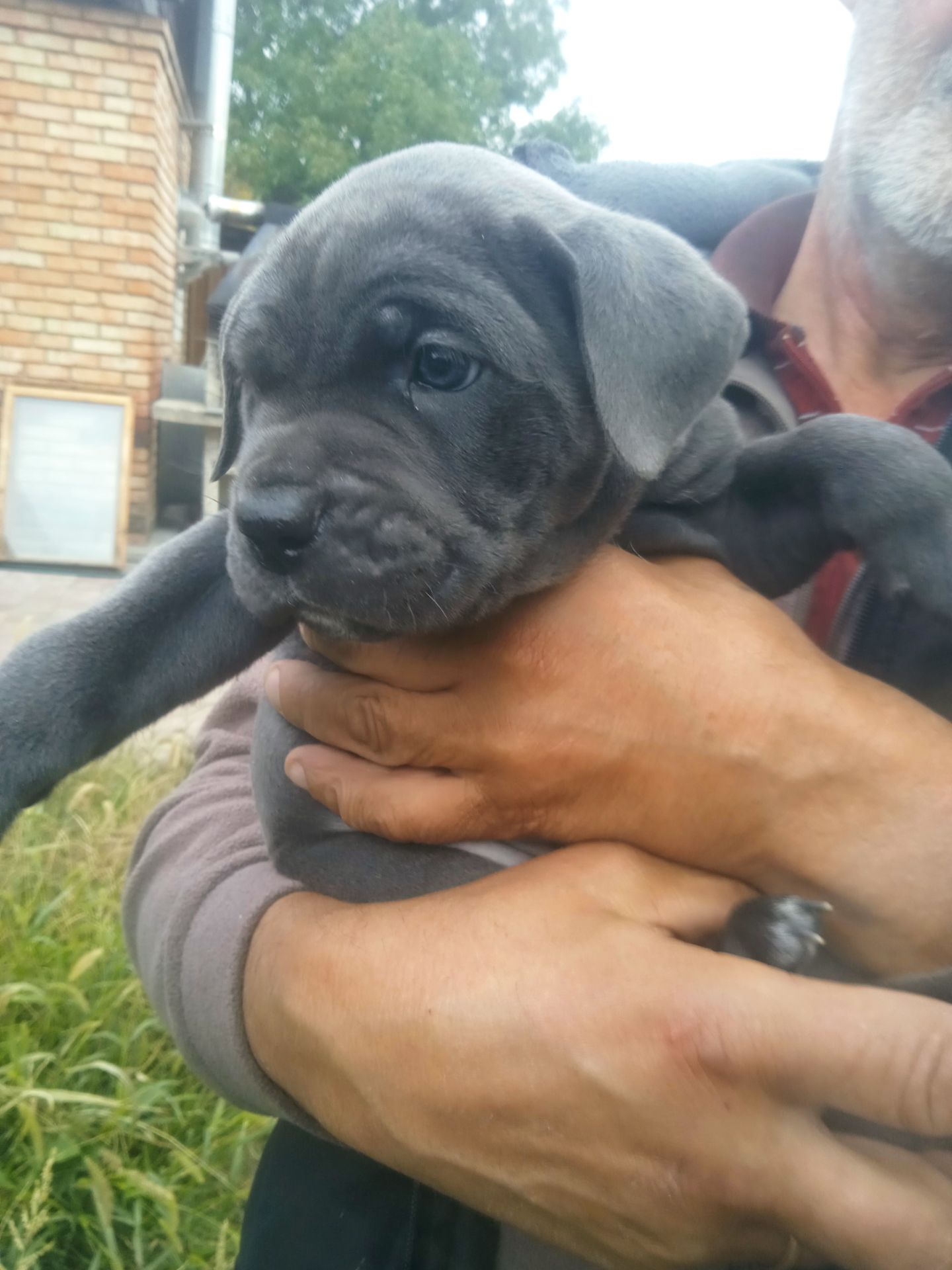 Цуценята Кане корсо