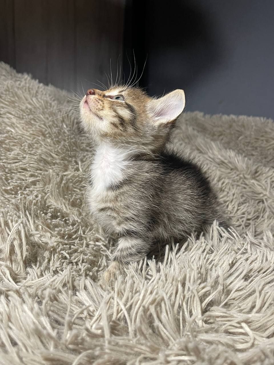 кошенята без породи