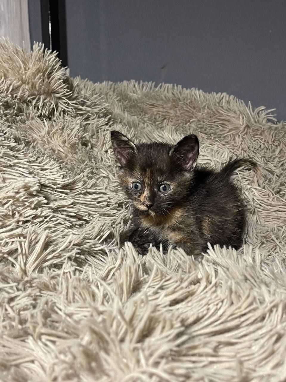 кошенята без породи