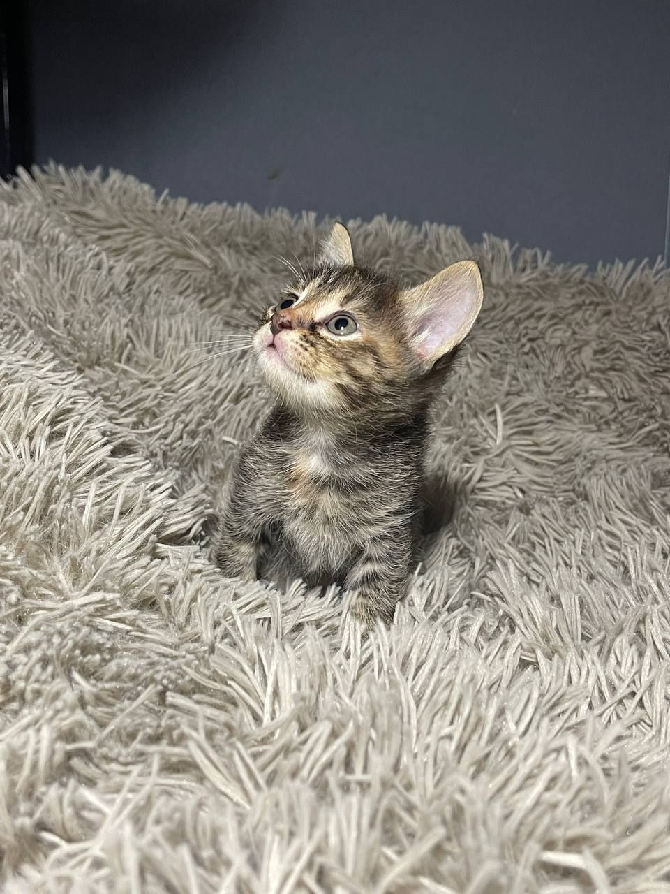 кошенята без породи