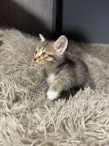 кошенята без породи